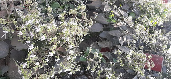 image-here
